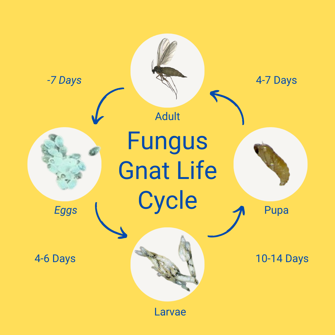 fungus gnat life cycle Roboto font